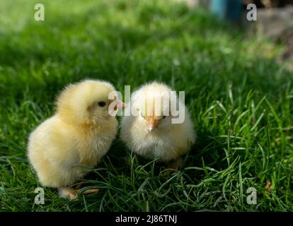 Small newborn chicks stands on green grass. Spring mood. Background for an Easter greeting or a postcard Stock Photo
