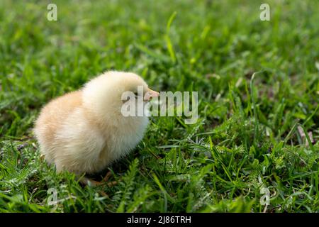 Little yellow newborn chick sleeps in green grass. Spring mood. Background for an Easter greeting or a postcard Stock Photo