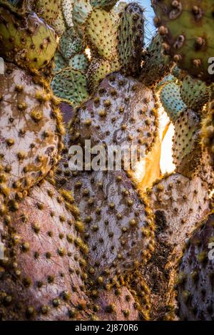 Prickly Pear Cactus in Rattlesnake Canyon, Joshua Tree National Park. Stock Photo