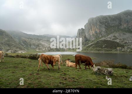 Some cows graze on a hill in covadonga with lake Ercina in the background. Picos de Europa National Park. Asturias. Spain Stock Photo