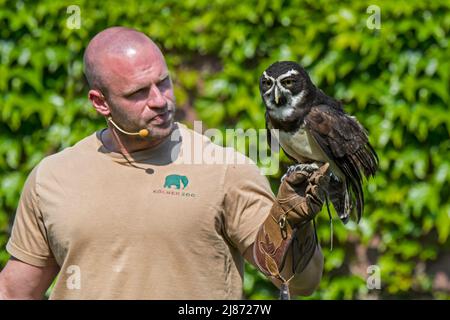 Falconer holding spectacled owl (Pulsatrix perspicillata) at the Kölner Zoo / zoo of Cologne, Germany Stock Photo