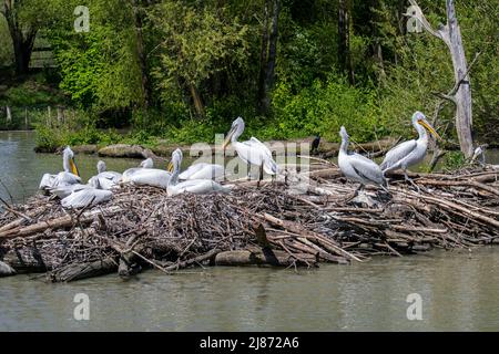 Dalmatian pelicans (Pelecanus crispus) on nesting site in pond at zoo Stock Photo