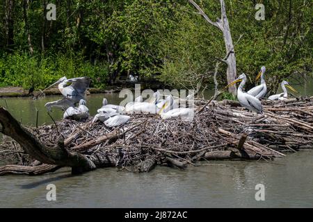 Dalmatian pelicans (Pelecanus crispus) on nesting site in pond at zoo Stock Photo