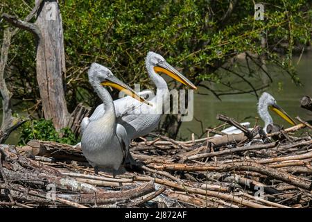 Dalmatian pelicans (Pelecanus crispus) on nesting site in pond at zoo Stock Photo