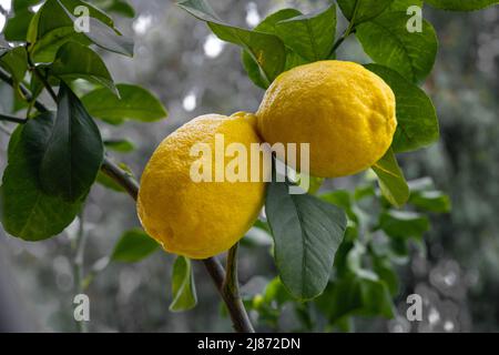 Close up of Lemons hanging from a tree in a lemon grove Stock Photo