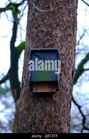 Modern design bat house made of wood and concrete with a drawing of a bat. Located in a forest on a pine tree. Amersfoort, the Netherlands Stock Photo