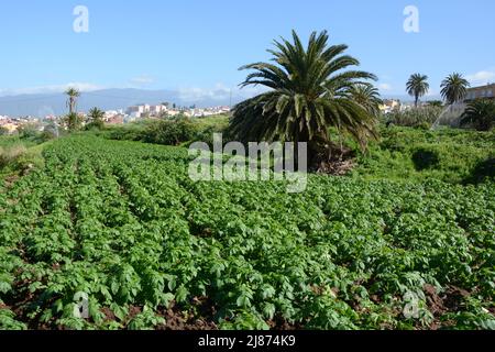 A Spanish finca, or farm plantation, growing potatoes, near the town of Los Realejos, on the island of Tenerife, Canary Islands, Spain. Stock Photo