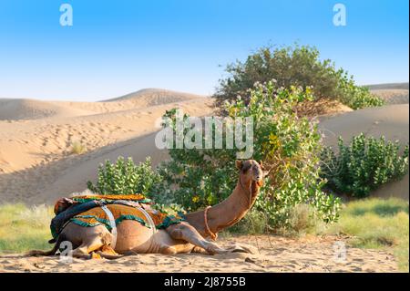 Camel with traditioal dress, is waiting for tourists for camel ride at Thar desert, Rajasthan, India. Camels, Camelus dromedarius, are large desert an Stock Photo