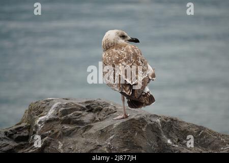 closeup of a seagull standing on one leg on a rock by the water Stock Photo