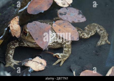 closeup of a toad playing hide and seek among colorful leaves in the pond Stock Photo