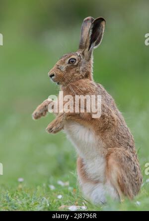 A Brown Hare standing up on his hind legs , waving his paws around in a meadow of daisies. Suffolk, UK Stock Photo