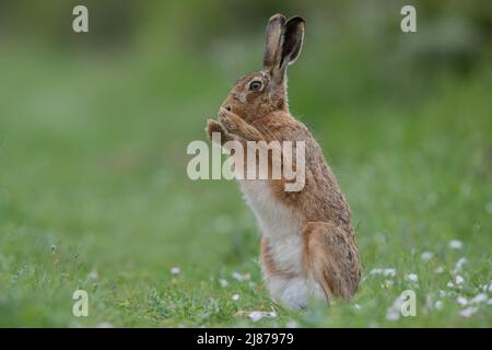 A Brown Hare standing up on his hind legs in a meadow of daisies. Suffolk, UK Stock Photo