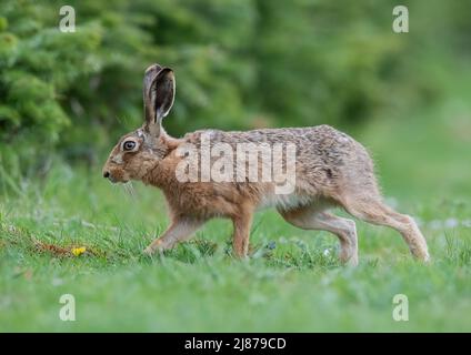 A close encounter of a big , strong healthy Brown Hare on the move  in a meadow  amongst the  dandelions  - Suffolk, UK Stock Photo