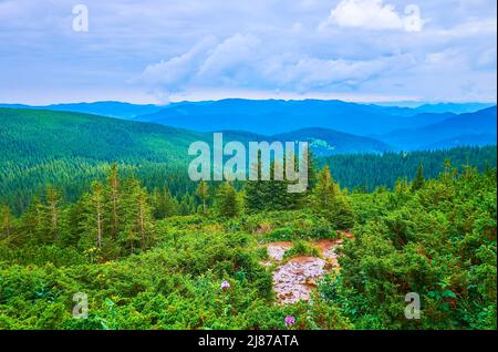 The lush green conifer shrubs of Subalpine zone against the cloudy mountain landscape, Mount Hoverla, Chornohora Range, Carpathians, Ukraine Stock Photo