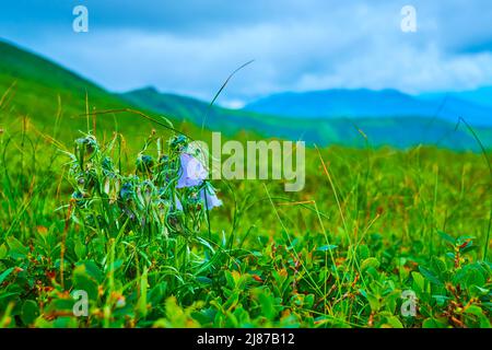 The scenic blooming meadow on the Mount Hoverla slope with a view of the low clouds and mountains of Chornohora Range, Carpathians, Ukraine
