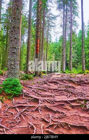 The slope of Mount Hoverla with spread tree roots, rotten conifer ...
