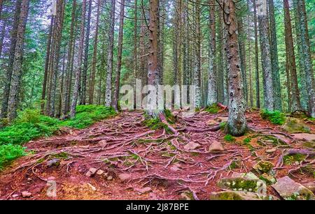 The slope of Mount Hoverla with spread tree roots, rotten conifer ...
