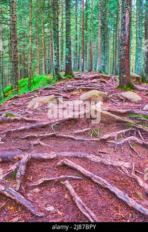Tree roots, conifer needles on the ground, near Lautersee, Mittenwald ...