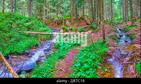Panoramic view of the scenic larch forest of Mount Hoverla with flowing Prut River, red soil and trees roots, Chornohora Range, Carpathians, Ukraine