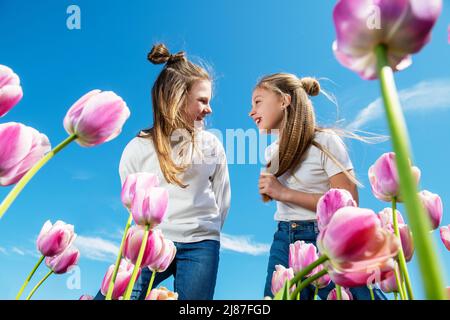 Two teenager girls bend over blooming pink and white tulip flowers against the blue sky, view from below. Wide angle. Stock Photo