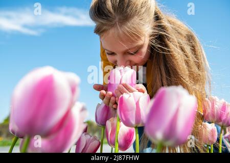 A beautiful teenage girl is leaning over a tulip, the girl is sniffing the flowers. Stock Photo