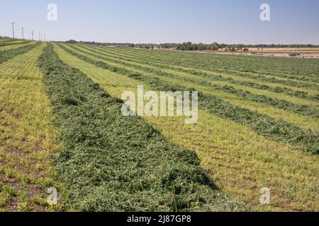 Freshly cut hay in windrows on Deer Parks Wildlife Mitigation Unit, Menan, Idaho, USA Stock Photo