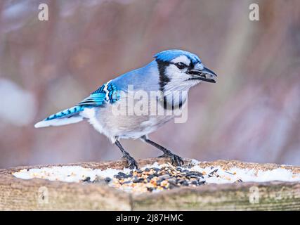 Blue Jay (Cyanocitta Cristata) at the feeder Stock Photo