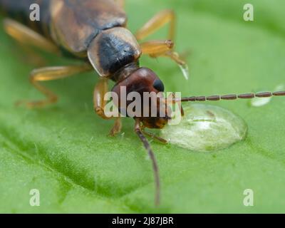 close-up of a female common or European earwig, Forficula auricularia, on a green leaf drinking from a drop of honey Stock Photo
