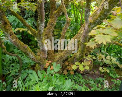 Chenies Manor Garden.Lichen and moss on mature Acer tree at Chenies Sunken garden. Textured detail. Stock Photo