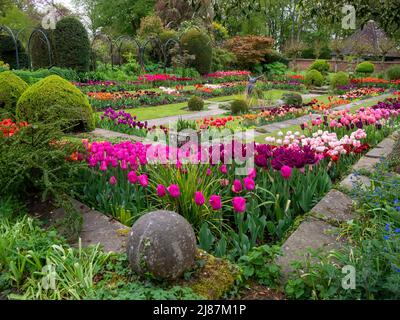 Chenies Manor Garden. Beautiful historic Sunken garden with ornamental pond, Tulip display in full colour; taken from under the Bramley apple tree. Stock Photo