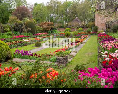 Chenies Manor Garden. Beautiful historic Sunken garden with ornamental pond, Tulip display in full colour; taken from under the Bramley apple tree. Stock Photo