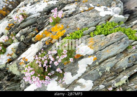Plants and flowers on the rocks at Abbey Island, the idyllic patch of land in Derrynane Historic Park, famous for ruins of Derrynane Abbey and cemente Stock Photo