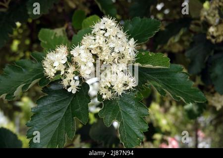 Schwedische Mehlbeere - Scandosorbus intermedia - Blüten und Blätter, Nordrhein-Westfalen, Deutschland, Weilerswist Stock Photo