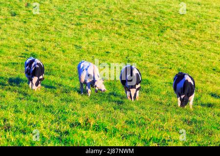 Green rich grass on cultivated agriculture dairy farm with milk cows growing on a pasture in Bega valley of Australia. Stock Photo