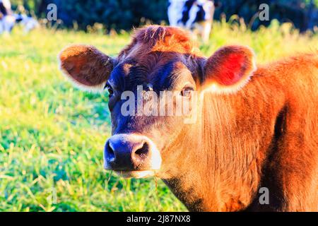 Young brown steer bull on a green agriculture cultivated farm in Bega valley of Australia. Stock Photo