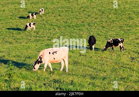 Herd of milk cows on green cultivated pastures of Bega valley agriculture farms in Australia. Stock Photo