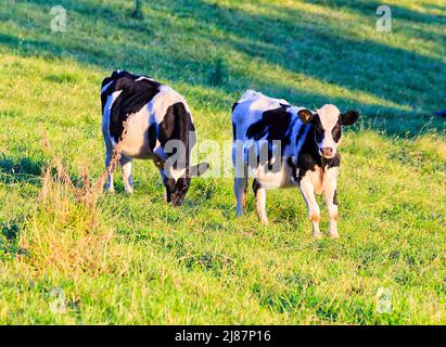 Couple of black white milk diary feeding cows on a diary milk farm in Bega valley of Australia - green cultivated pastures. Stock Photo