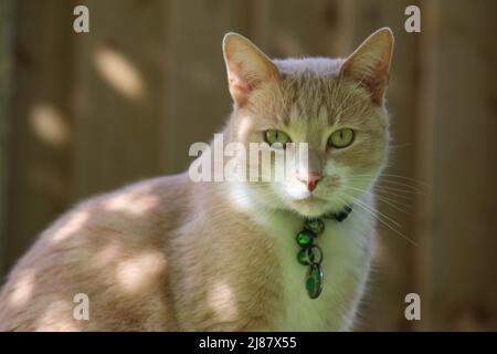 Ginger and white cat Stock Photo