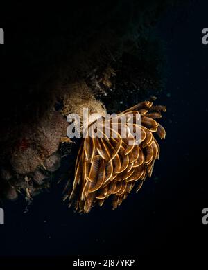 Feather duster worm (Sabellastarte spectabilis) on the reef off the Dutch Caribbean island of Sint Maarten Stock Photo