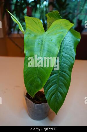 Long and shiny green leaf of Philodendron Sharoniae Goat Stock Photo - Alamy