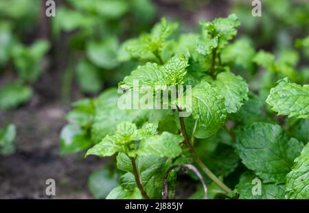 Selective focused young spearmint plant growing on the ground with copy space Stock Photo