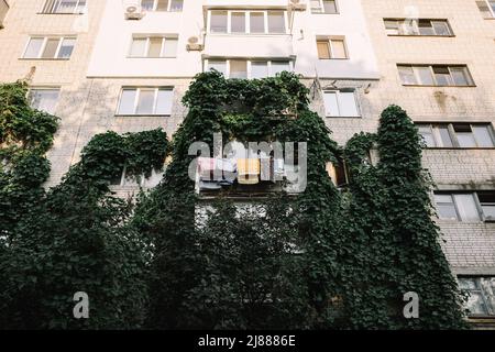 green ivy wrapped around the house in a spring time, things dry on the balcony Stock Photo