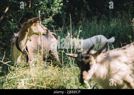 Adult and young goats in the barn vegan Stock Photo