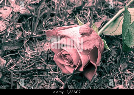 Surrounded by grass - a faded rose Stock Photo