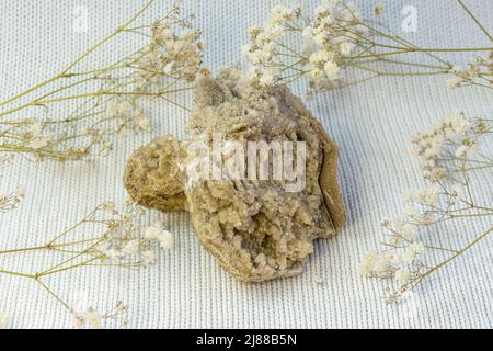 Ancient old petrified wood, excavation, minerals, on white textured background close up front view Stock Photo