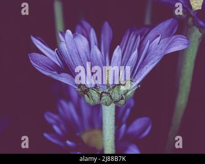 a purple pompom under a blue light with a dark background. Selective focus on the front flower and matte finishing Stock Photo