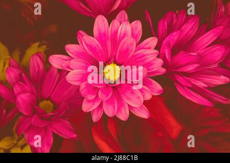 Pink daisies and red roses below with dark background Stock Photo