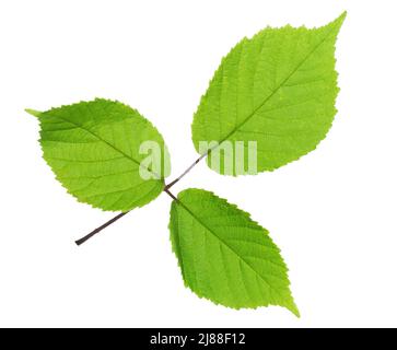 Green leaf of Blackberry isolated on white background.  Selective focus Stock Photo