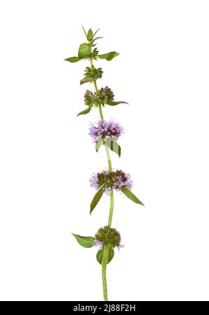 Sprig  of Mentha arvensis  with  tiny flowers  isolated on white background. Field Mint or Wild Mint.  Selective focus. Stock Photo