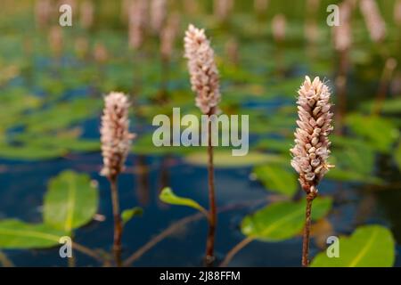 Pink Persicaria flowers on the water in a pond on a summer day Stock Photo